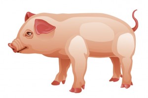 pig