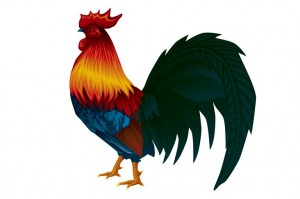 rooster