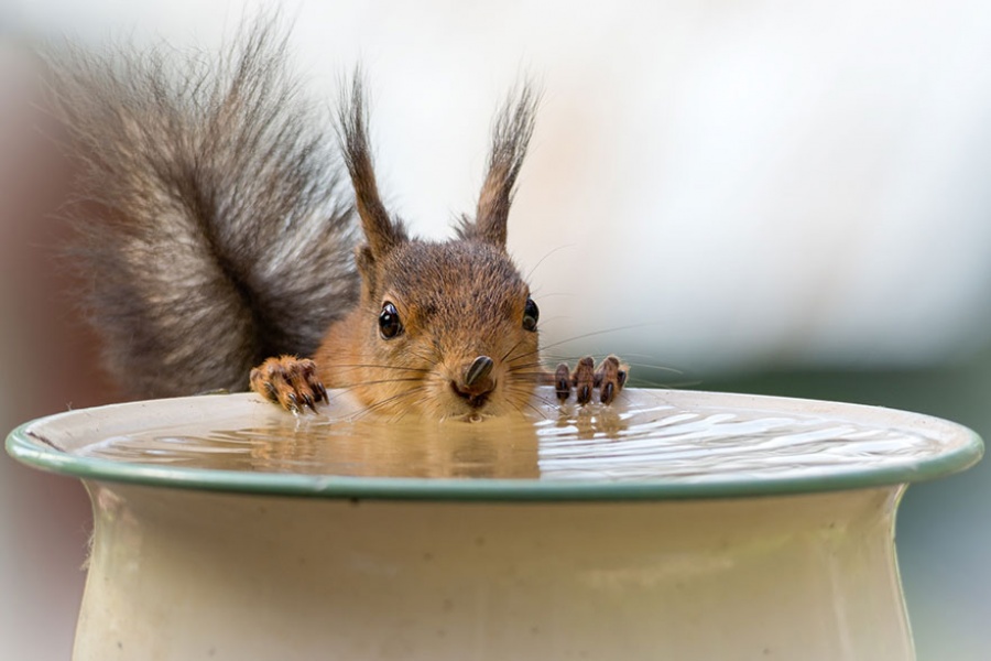 14128360-R3L8T8D-900-cute-squirrel-photography-geert-weggen-5