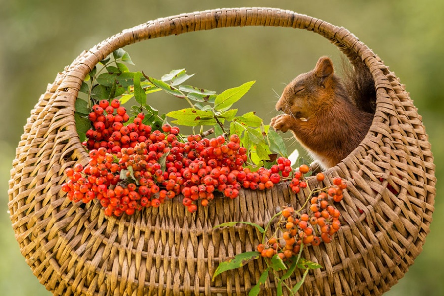 14129260-R3L8T8D-900-cute-squirrel-photography-geert-weggen-7