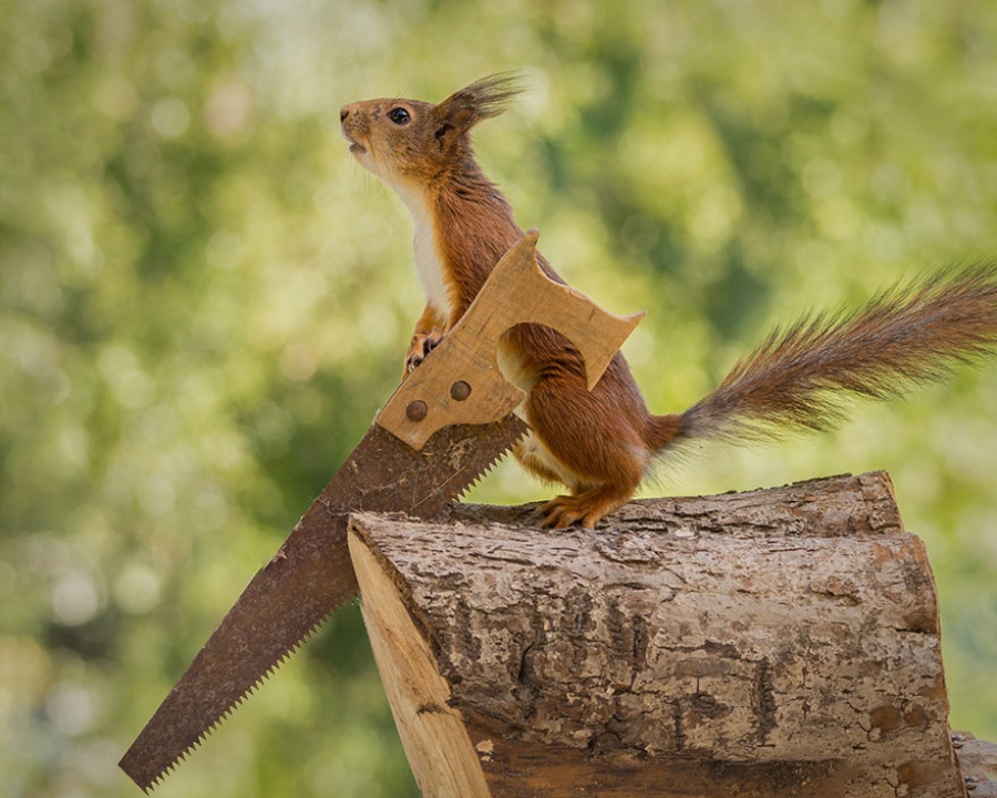 14129510-R3L8T8D-900-cute-squirrel-photography-geert-weggen-8