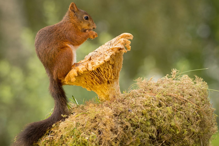 14130960-R3L8T8D-900-cute-squirrel-photography-geert-weggen-18