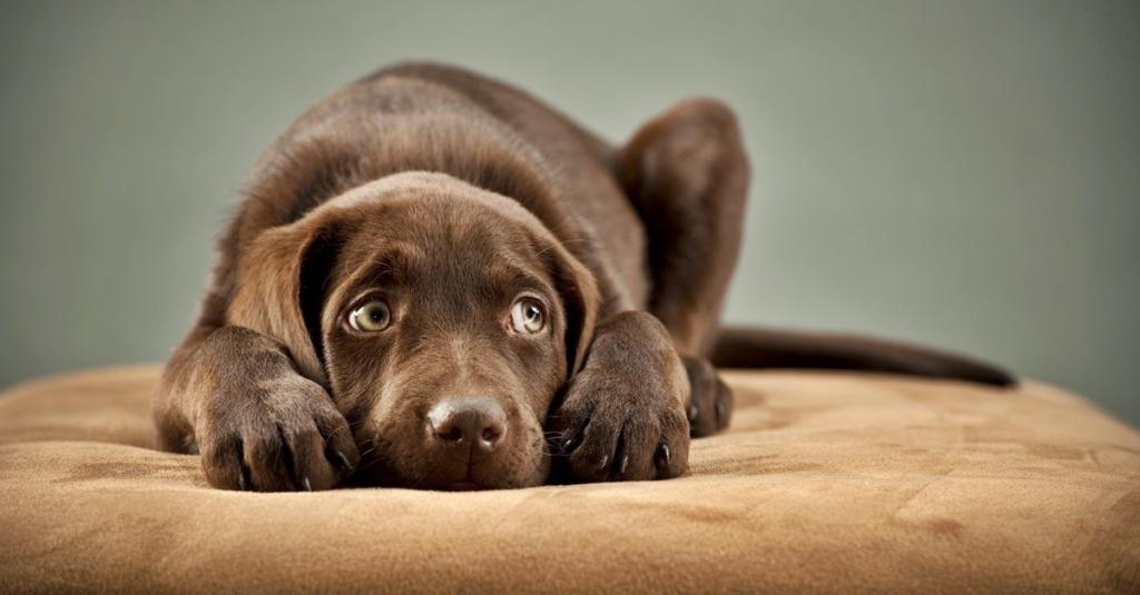 Dog_dog-scared_shutterstock_49980124-1200x627[1]