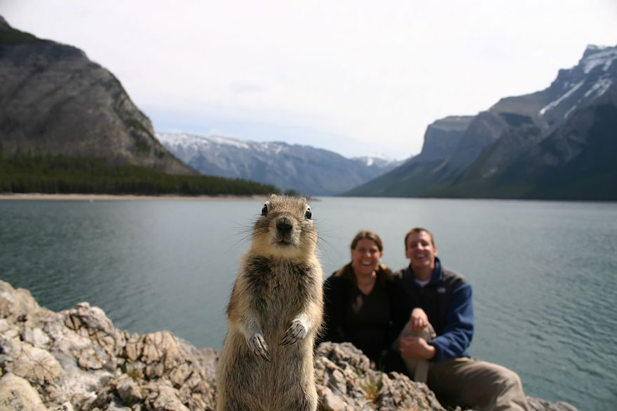 funny-animal-photobombs-1__880