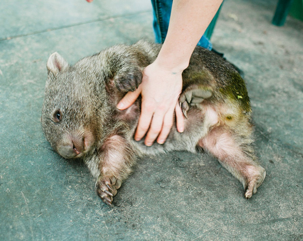 belly-rub-animals-46__605