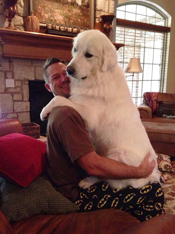 big-dog-funny-animal-photos-47__605