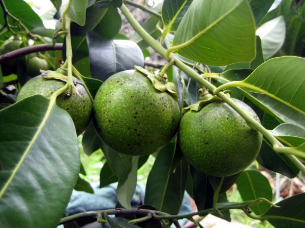 Black_Sapote_1[1]