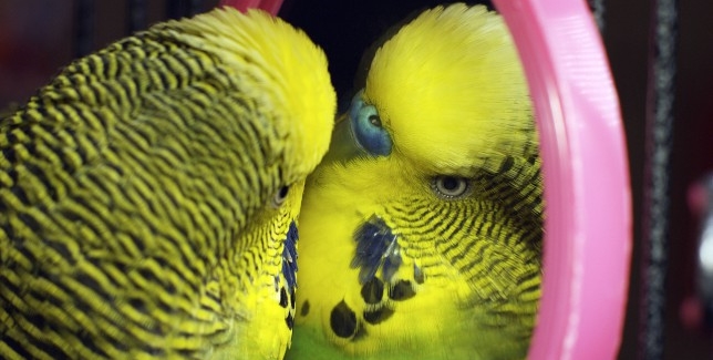 discoparrot