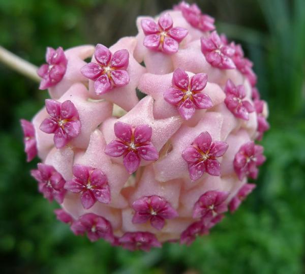 hoya-aldrichii