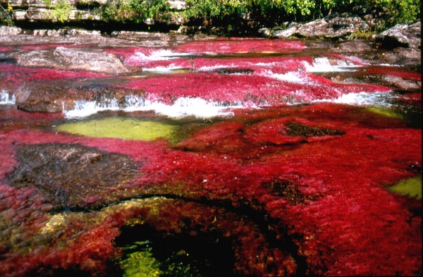 Cano-Cristales2