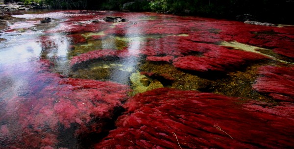 Cano-Cristales5