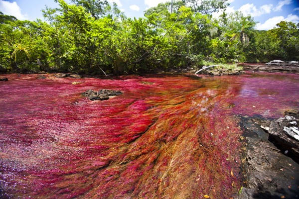 cano cristales1