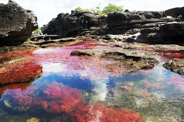 cano-cristales4