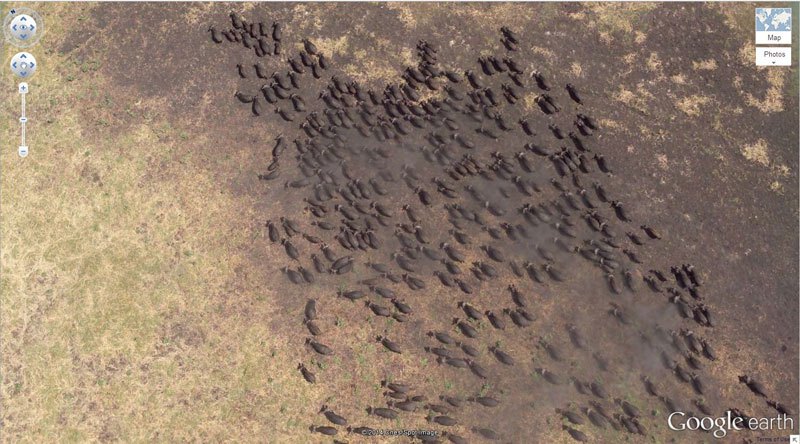 buffalo-herd-google-earth