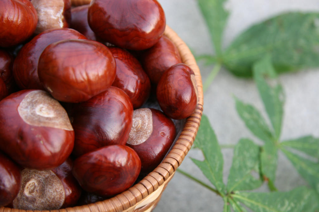 chestnuts