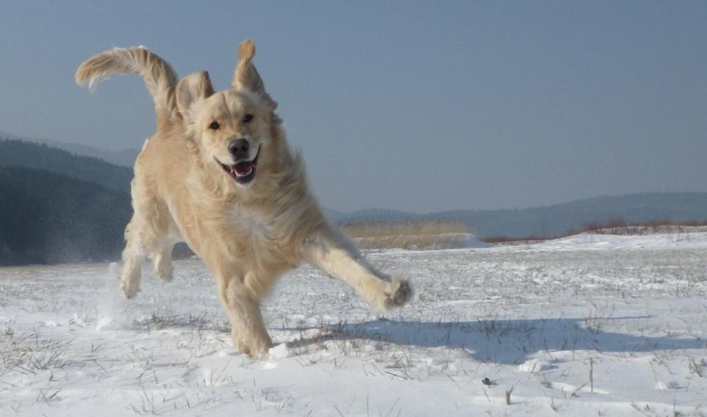 happy-dog