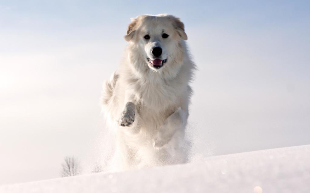 snow_dog