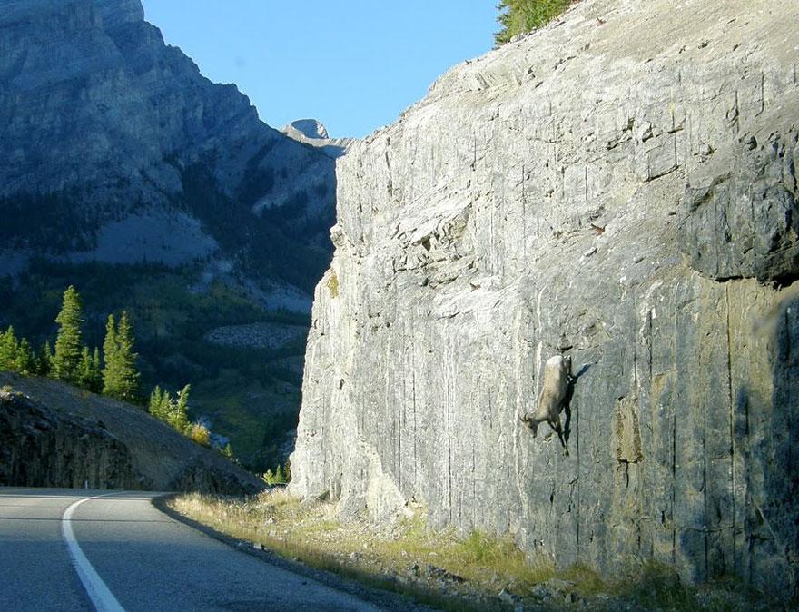 crazy-goats-on-cliffs-13