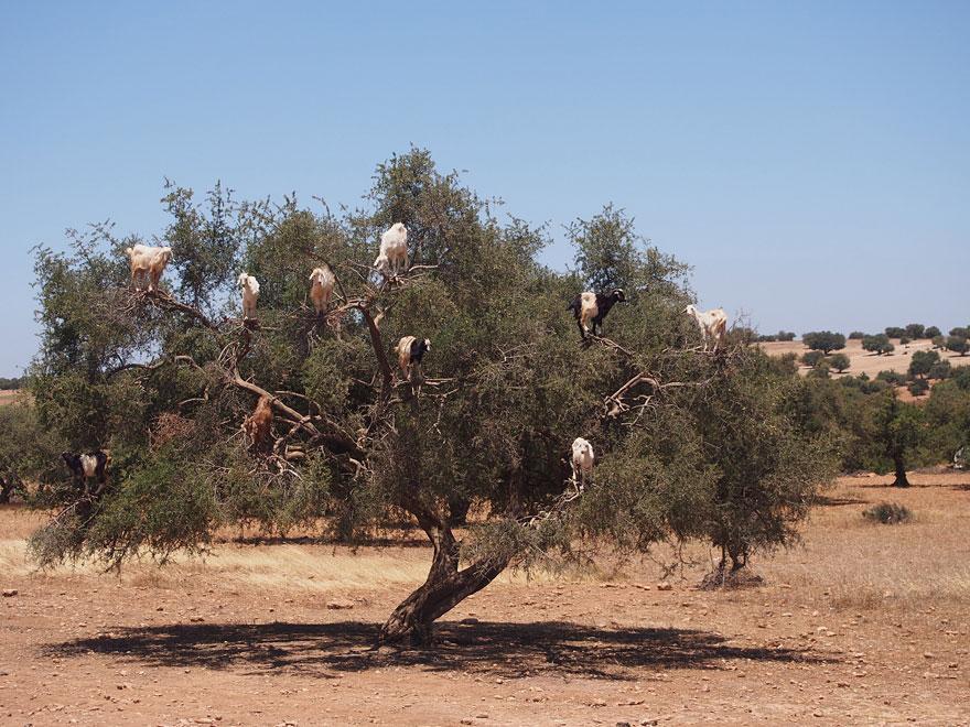 crazy-goats-on-cliffs-19