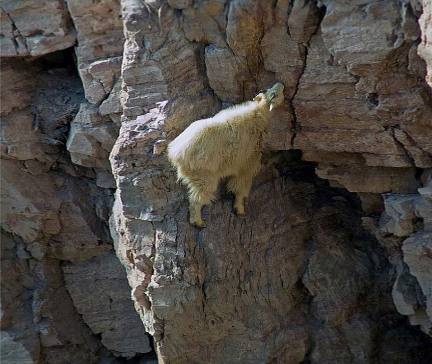 crazy-goats-on-cliffs-8