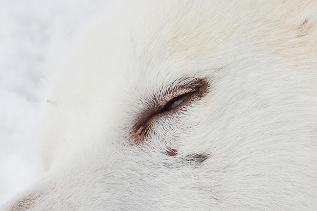 Uummannaq, Greenland, 2015. Uummannaq, Groenland, 2015.