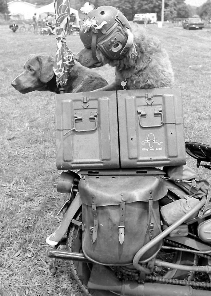 biker-dog