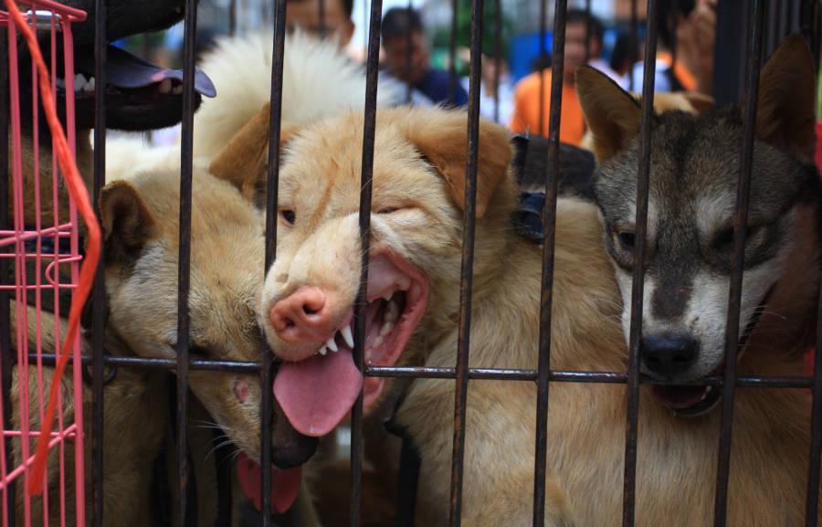 china-dog-cages[1]