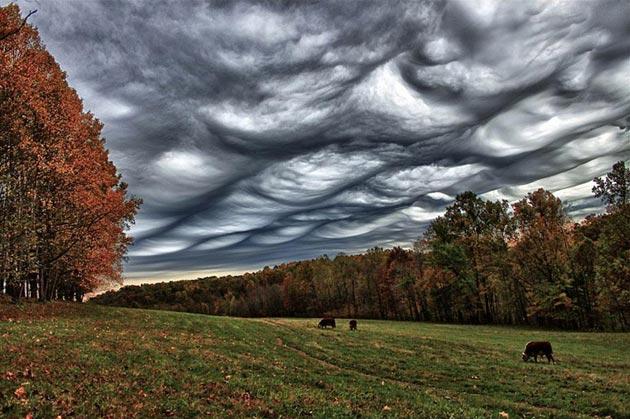 Undulatus-asperatus-6