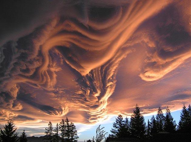 Undulatus-asperatus-7