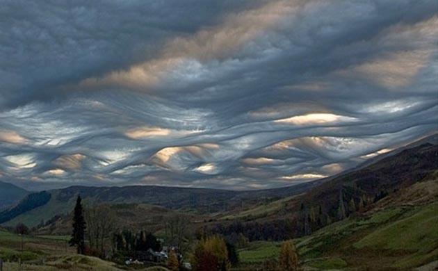 Undulatus-asperatus-8