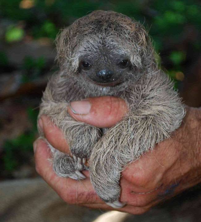 baby-sloth.jpg.650x0_q70_crop-smart[1]