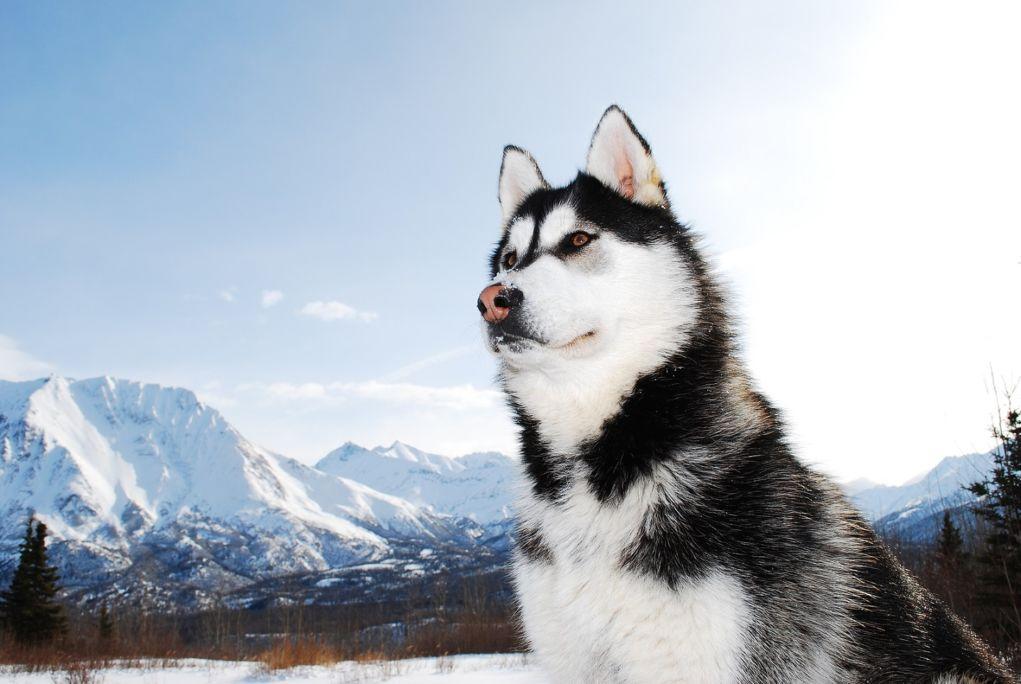 bigstock-siberian-husky-4712553[1]