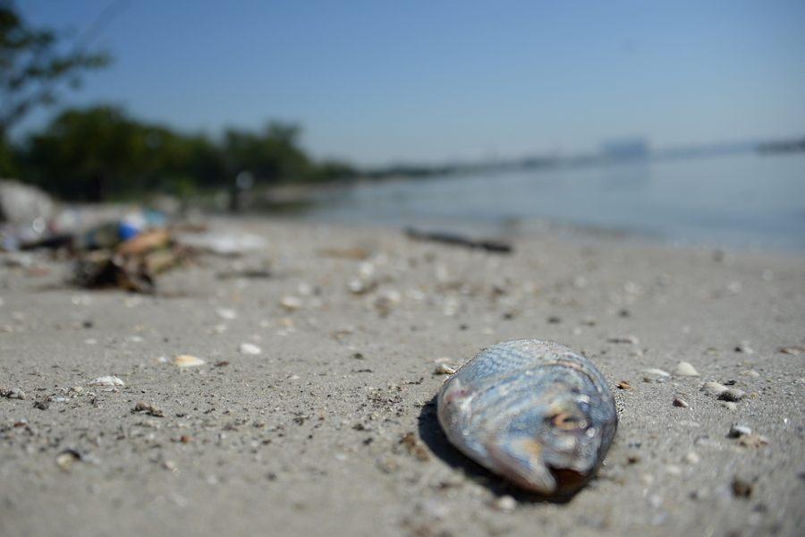 dead-fish-on-beach