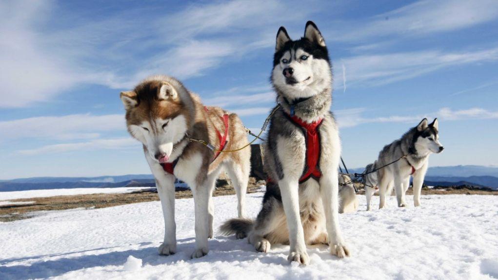 huskies