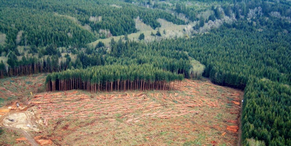 a-clearcut-forest-on-washington-states-olympic-peninsula[1]