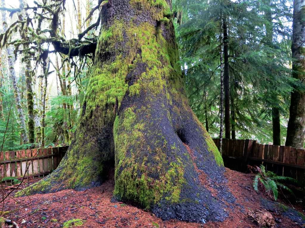 the-harris-creek-spruce-sits-fenced-in-and-alone-in-a-forest-of-much-younger-trees[1]