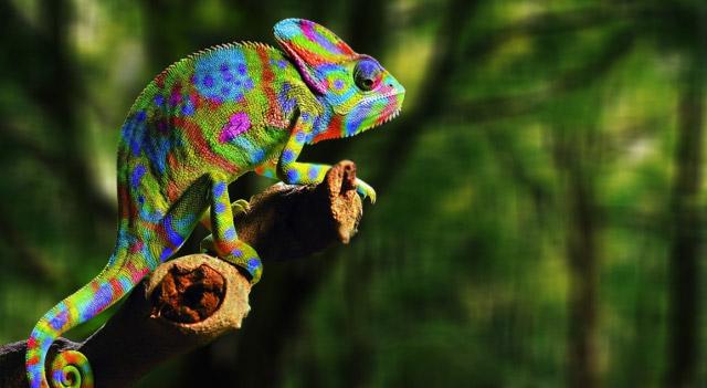 chameleon-sitting-on-tree-branch[1]