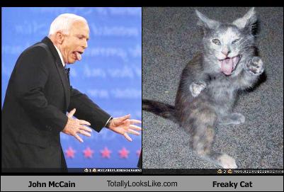 john_mccain_cat.jpg