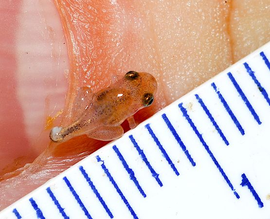 borneo-tiny-pea-sized-frog-tadpole-ruler_25011_600x450