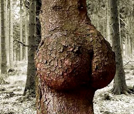 a96758_sexy_tree.jpg