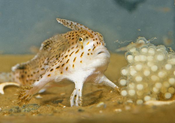 new-handfish-species-fish-spotted_20879_600x450