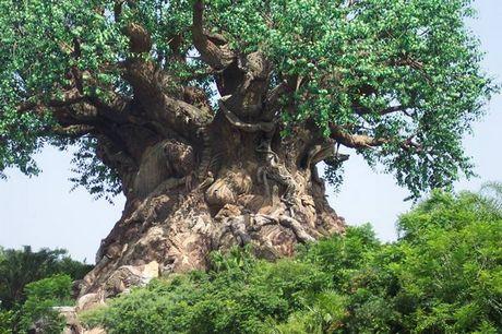 tree-mozambique.jpg