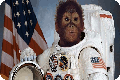 majmun_astronaut