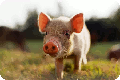 pig