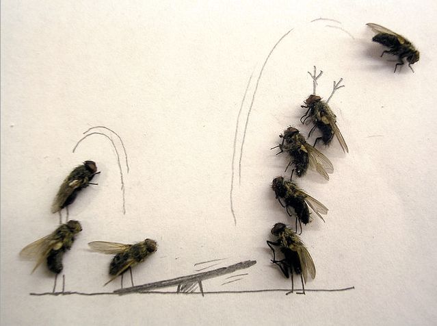 dead_flies_art_05