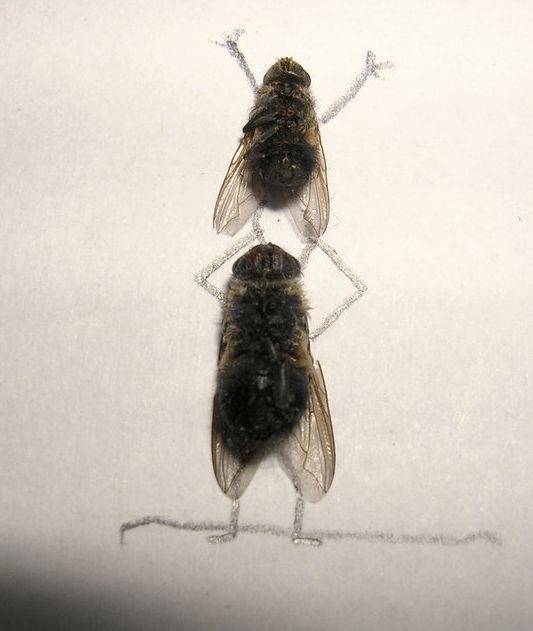 dead_flies_art_12