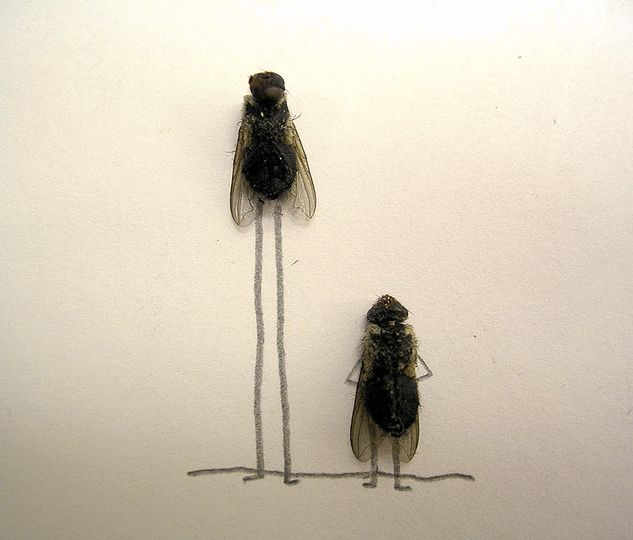 dead_flies_art_14