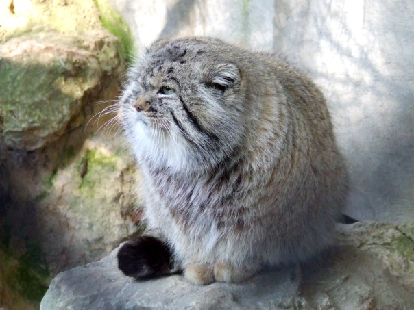 OTOCOLOBUS_MANUL