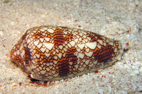 cone-snail.jpg