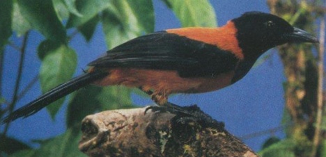 hooded-pitohui.jpg